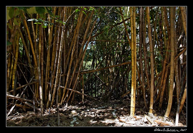 Costa Rica - Nicoya peninsula - bamboo