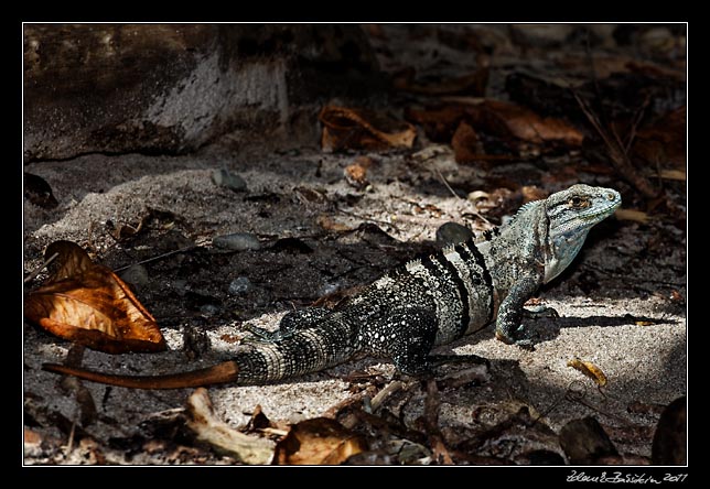 Costa Rica - Nicoya peninsula - black ctenosaur