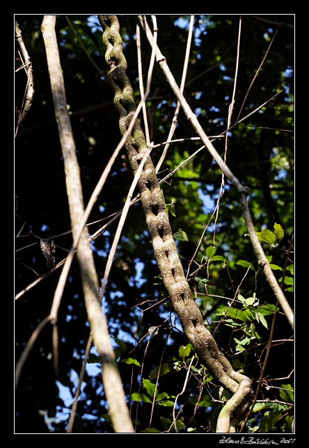 Costa Rica - Nicoya peninsula - ...where chains grow