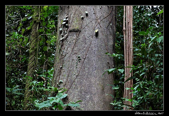 Costa Rica - Nicoya peninsula - technology: straight and twisted wires