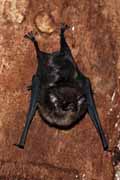 Costa Rica - Nicoya peninsula - bat