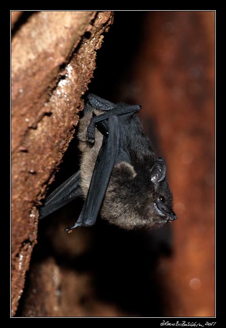 Costa Rica - Nicoya peninsula - bat