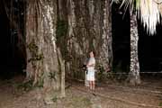 Costa Rica - Nicoya peninsula -  giant <i>ficus cotinifolia</i>