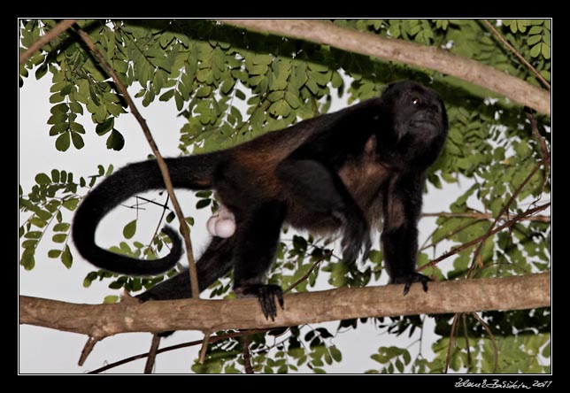 Costa Rica - Nicoya peninsula - howler monkey