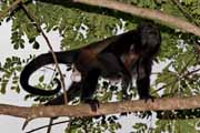 Costa Rica - Nicoya peninsula - howler monkey