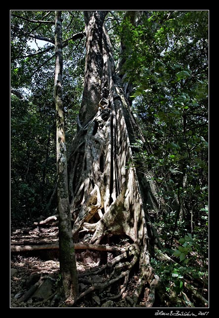 Costa Rica - Rincn de la Vieja - strangler fig