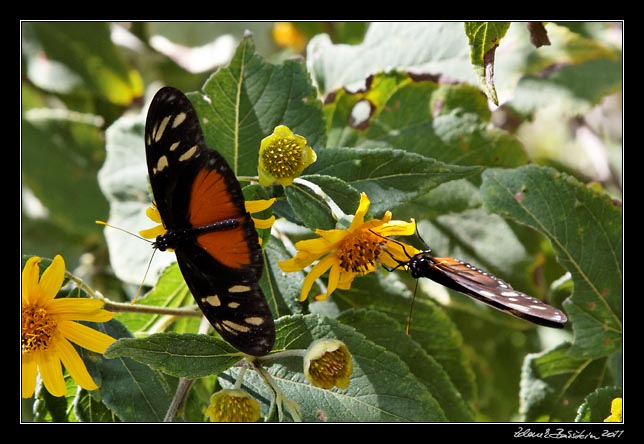 Costa Rica - Rincn de la Vieja - five-spotted longwing