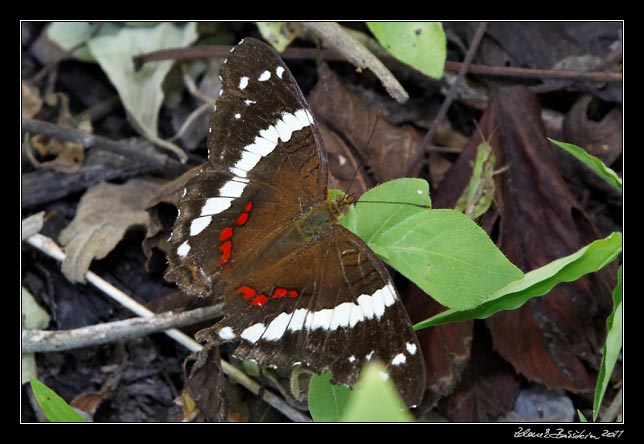 Costa Rica - Rincn de la Vieja - Cook (Anartia fatima)