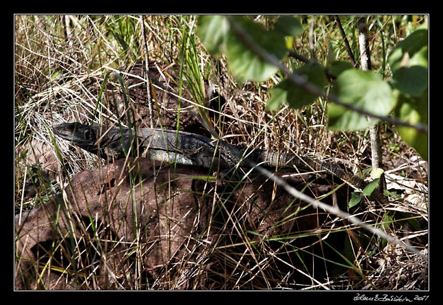 Costa Rica - Rincn de la Vieja -