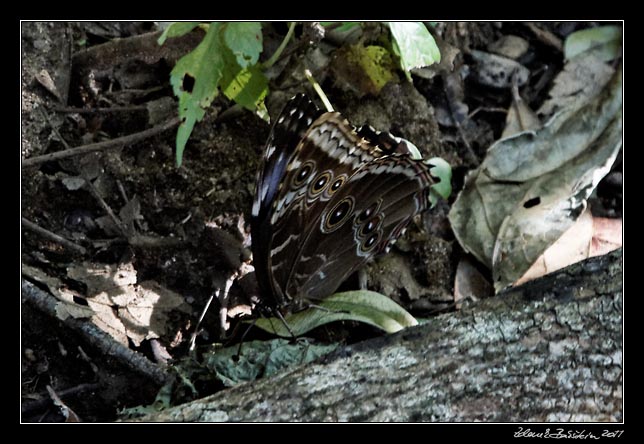 Costa Rica - Rincn de la Vieja - blue morpho