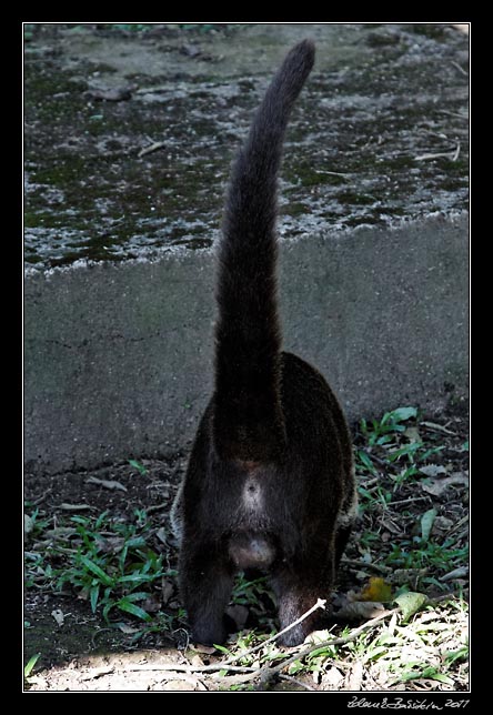 Costa Rica - Rincn de la Vieja - white nosed coati