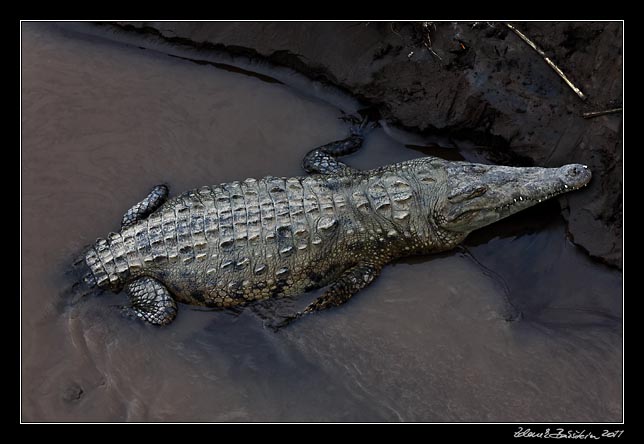 Costa Rica - Pacific coast - american crocodile