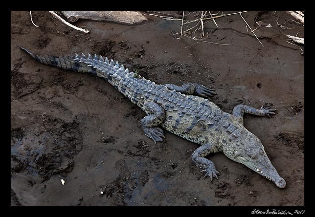 Costa Rica - Pacific coast - american crocodile