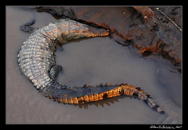 Costa Rica - Pacific coast - american crocodile