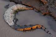 Costa Rica - Pacific coast - american crocodile