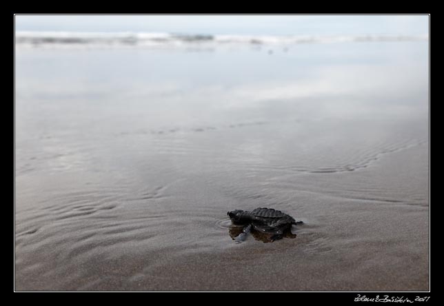 Costa Rica - Pacific coast - Olive Ridley hatchling on Matapalo beach