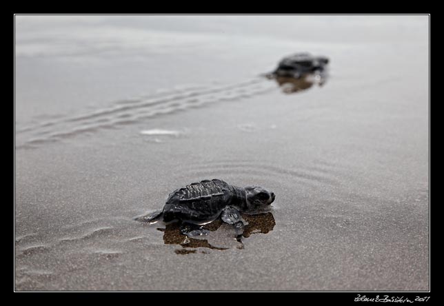 Costa Rica - Pacific coast - Olive Ridley hatchling on Matapalo beach