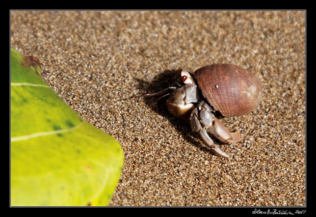 Costa Rica - Pacific coast - hermit crab