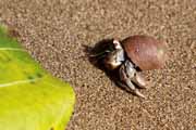 Costa Rica - Pacific coast - hermit crab