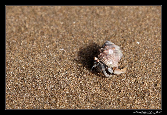 Costa Rica - Pacific coast - hermit crab