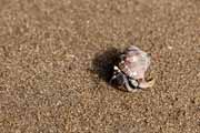 Costa Rica - Pacific coast - hermit crab