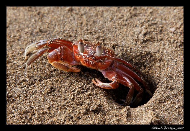 Costa Rica - Pacific coast - crab