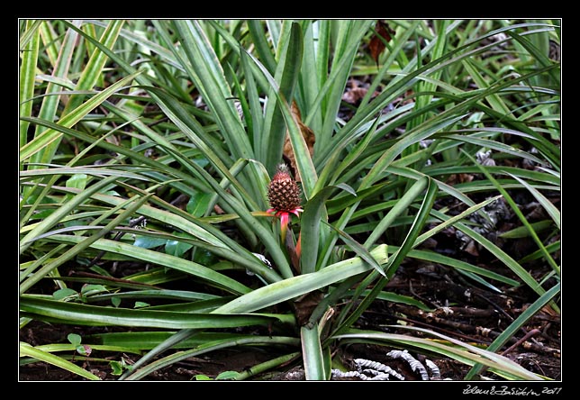 Costa Rica - Pacific coast - pineapple