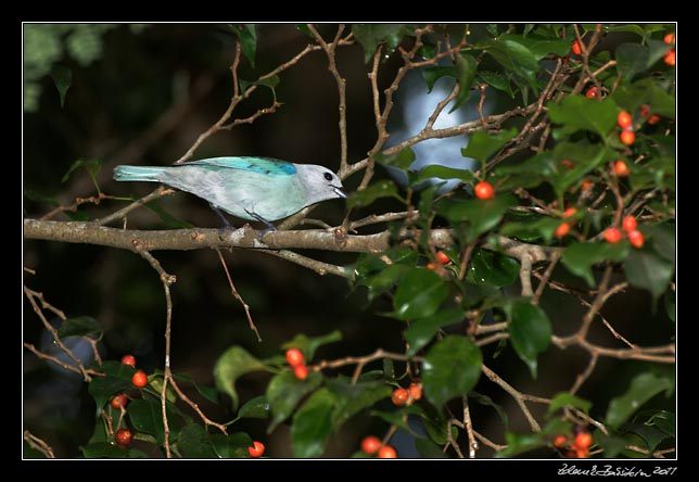 Costa Rica - Pacific coast - blue-gray tanager