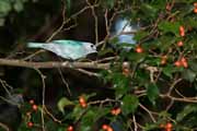 Costa Rica - Pacific coast - blue-gray tanager