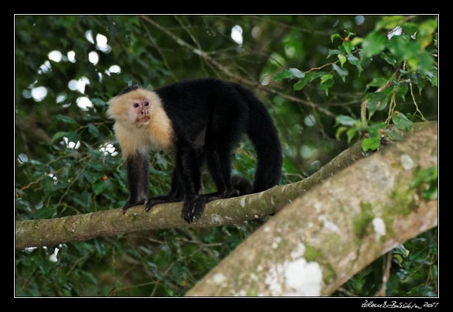 Costa Rica - Pacific coast - white throated capuchin