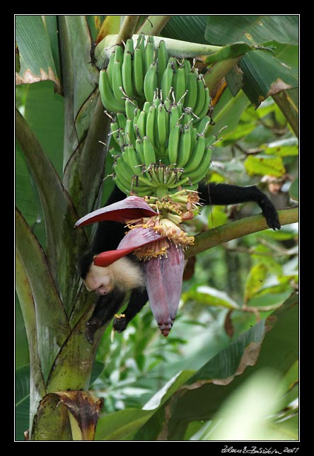 Costa Rica - Pacific coast - white throated capuchin