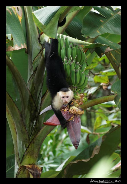 Costa Rica - Pacific coast - white throated capuchin