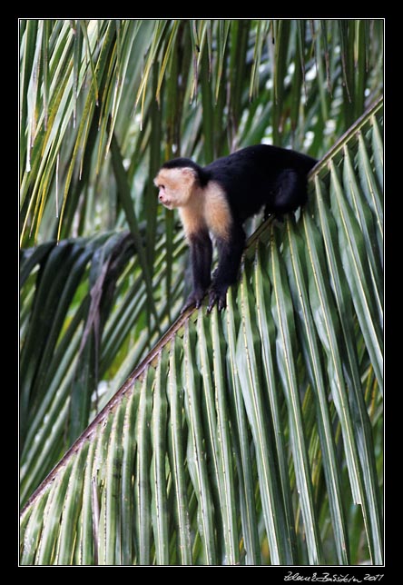 Costa Rica - Pacific coast - white throated capuchin