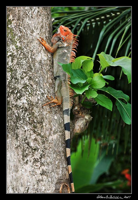 Costa Rica - Pacific coast - green iguana