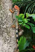 Costa Rica - Pacific coast - green iguana