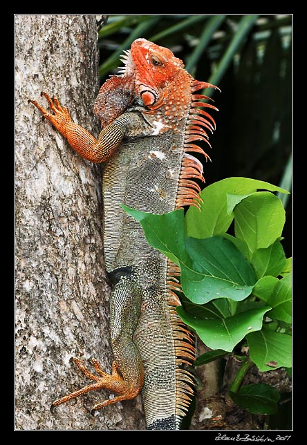 Costa Rica - Pacific coast - green iguana