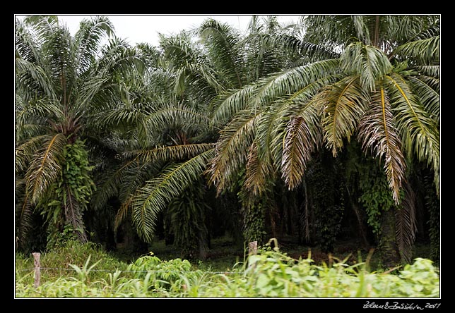 Costa Rica - Pacific coast - oil palms