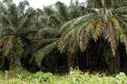 Costa Rica - Pacific coast - oil palms