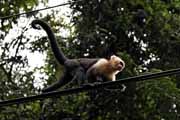 Costa Rica - Pacific coast - white throated capuchin