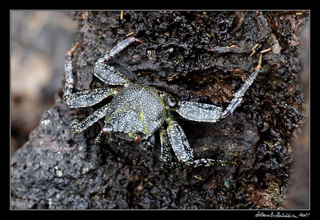 Costa Rica - Pacific coast - crab