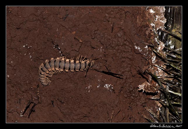 Costa Rica - Pacific coast - millepede