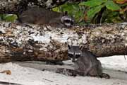 Costa Rica - Pacific coast - northern raccoon