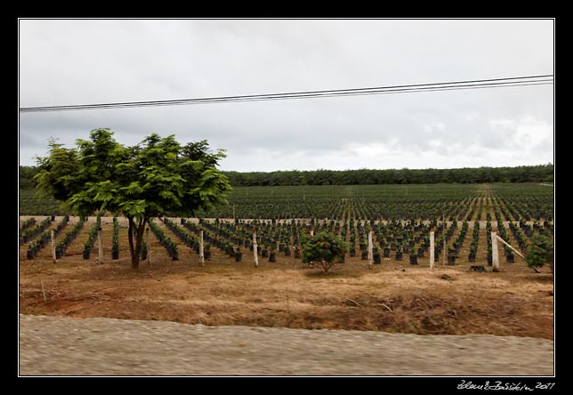 Costa Rica - Pacific coast - oil palm plantation