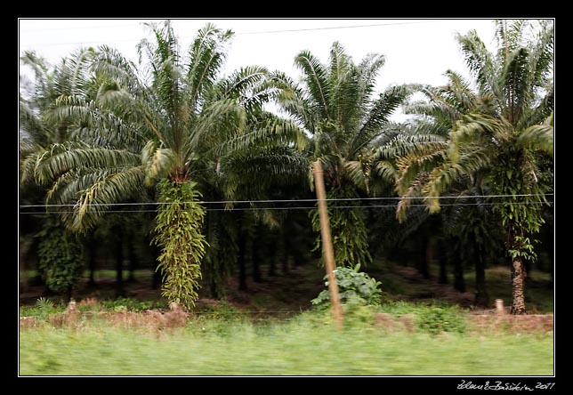 Costa Rica - Pacific coast - oil palm plantation