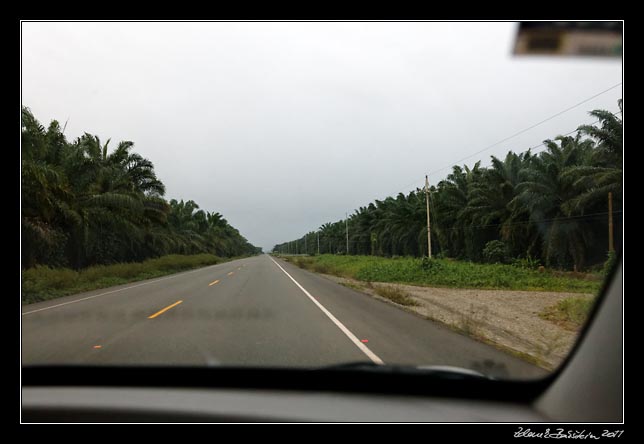 Costa Rica - Pacific coast - <i>endless</i> oil palm plantation