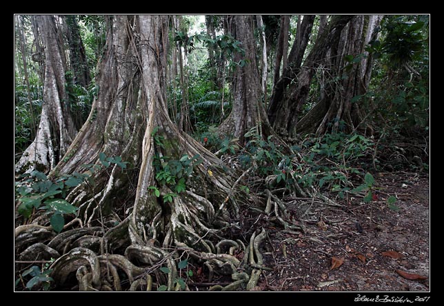 Costa Rica - info - Cahuita moist forest