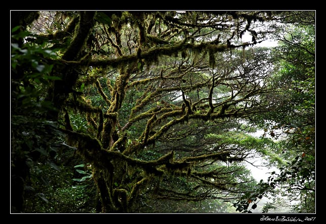 Costa Rica - info - Monteverde cloud forest