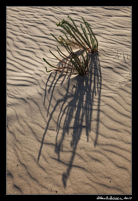 Fuerteventura - Corralejo - Parque Natural de Corralejo