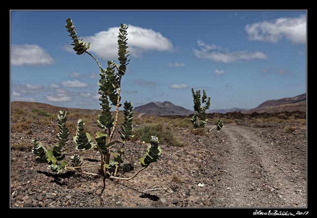 Fuerteventura - Pozo Negro - Barranco de la Poca de Pozo Negro