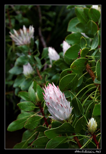 La Gomera - Garajonay -